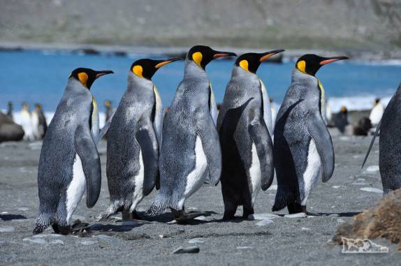 Cuidadosamente, pinguins rei atravessam a 'zona de guerra' de elefantes-marinhos na praia de Gold Harbour, na Geórgia do Sul
